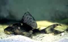 Hypostomus sp. L229
