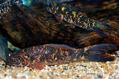 Labeo cyclorhynchus