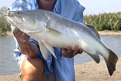 Lates calcarifer subadult