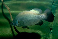 Lates niloticus adult