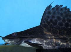 Sailfin Pim (Leiarius pictus)
