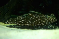 Galaxy Plec, L029 (Leporacanthicus galaxias)