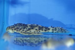 Golden Vampire Plec (Leporacanthicus heterodon)