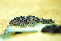 Sultan Plec, L264 (Leporacanthicus joselimai)