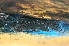 False Jaguar Catfish (Liosomadoras morrowi)