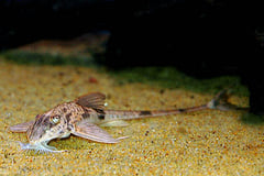 Marbled Whiptail (Loricaria simillima)