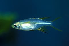 Marosatherina ladigesi male