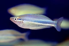 Melanotaenia affinis male