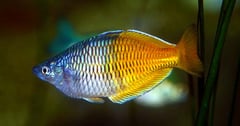 Melanotaenia boesemani adult male