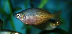 Melanotaenia irianjaya male