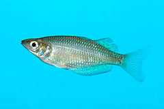 Melanotaenia splendida rubrostriata juvenile