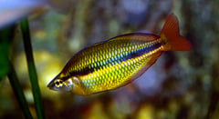 Melanotaenia trifasciata male