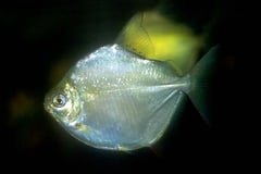 Metynnis hypsauchen