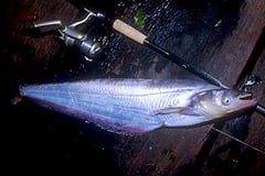 Bleeker's Sheatfish (Micronema bleekeri)