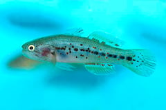 Mogurnda adspersa