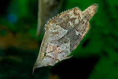 Monocirrhus polyacanthus