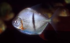 Myleus schomburgkii