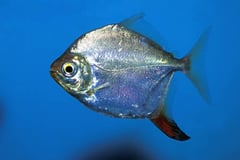Myloplus rubripinnis juvenile