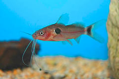 Two Spot Mystus (Mystus bimaculatus)