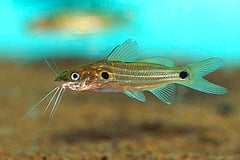 Day's Mystus (Mystus bleekeri)