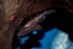 Asian Upside Down Catfish (Mystus leucophasis)
