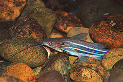Mystus mysticetus