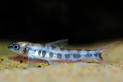 Nannocharax brevis