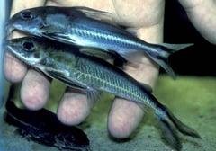 Nemadoras leporhinus above, Hemidoras stenopeltis below.