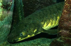 Neoceratodus forsteri