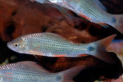 Osteochilus hasseltii.