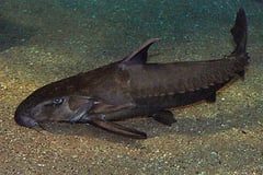 Ripsaw Catfish (Oxydoras niger)