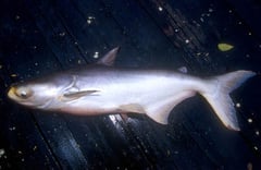 Giant Mekong Catifish (Pangasianodon gigas)