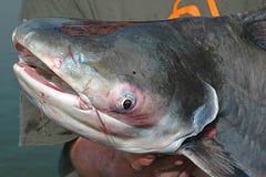 Paroon Shark (Pangasius sanitwongsei)