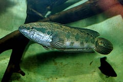 Parachanna obscura adult