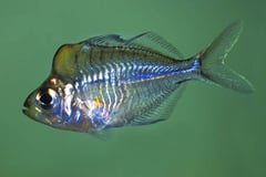 Parambassis pulcinella