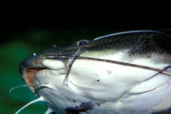 Red-tail Catfish (Phractocephalus hemioliopterus)