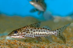Spotted Pim (Pimelodus maculatus)