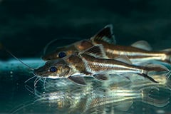 Ornate Pim (Pimelodus ornatus)