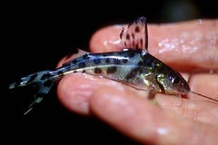 Pictus Cat (Pimelodus pictus)