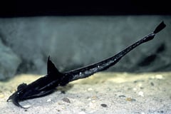 Banded Banjo Catfish (Platystacus cotylephorus)