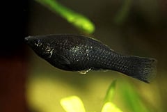 Poecilia sphenops male