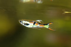 Poecilia wingei male