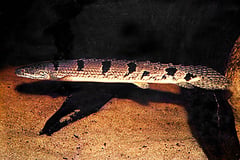 Polypterus delhezi adult