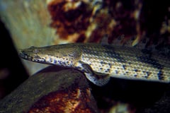 Polypterus endlicheri endlicheri