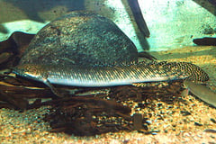 Polypterus ornatapinnis adult
