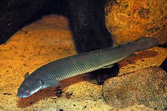 Polypterus senegalus senegalus adult