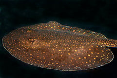 Potamotrygon castexi