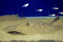 Potamotrygon scobina