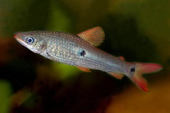 Pseudanos trimaculatus