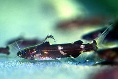 Pseudomystus sp. cf stenomus
